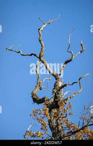 dry tree branches on a blue sky background Stock Photo