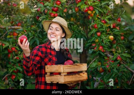 young woman gardener with crate of red apples in orchard Stock Photo