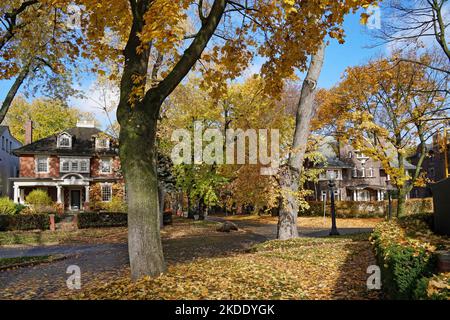 Golden yellow autumn colors on maple trees in an old established residential neighborhood Stock Photo