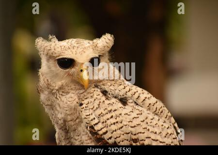 Close up photo of barred eagle-owl. Bubo sumatranus Stock Photo