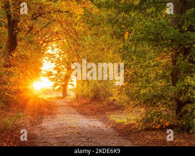 Avenue of lime trees with cobblestones in autumn at sunset, Uckermark, Brandenburg, Germany Stock Photo