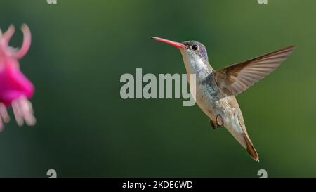 Violet-crowned hummingbird (Amazilia violiceps), State of Jalisco, Mexico Stock Photo