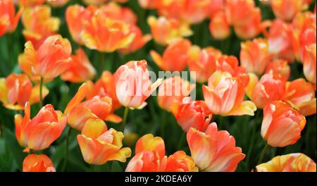 Keukenhof in the Netherlands has long been a magnet for international tourism, but it is particularly attractive during the tulip blossom season, as Stock Photo