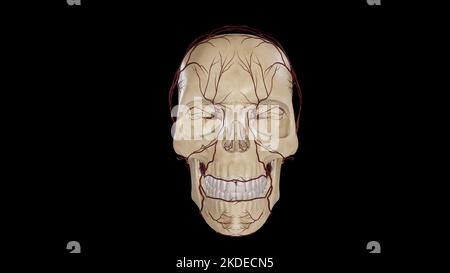 Full Head Region Arterial Circulation Stock Photo