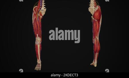 Lower limb with muscles, blood vessels and nerves anterior and posterior view Stock Photo