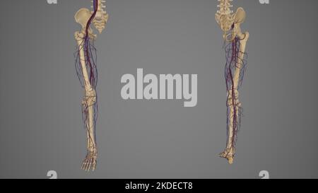 Lower limbs with blood vessels anterior and posterior view Stock Photo