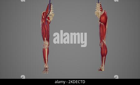 ower limb with muscles, blood vessels anterior and posterior view Stock Photo