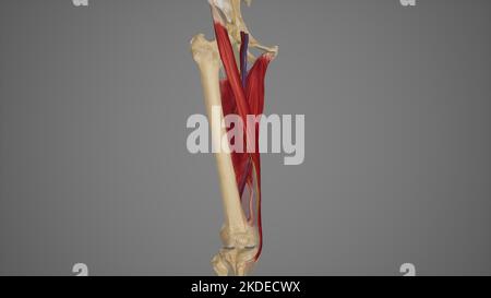 Anatomical Illustration of Adductor Canal Stock Photo