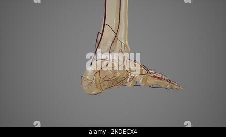 Arterial Anastomosis of Foot Stock Photo