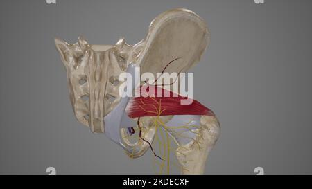 Anatomy of Greater Sciatic Foramen Stock Photo