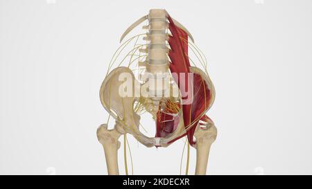 Lumbosacral and Coccygeal Plexuses Stock Photo