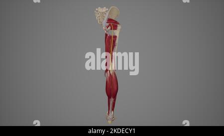 Anatomical Illustration of Sciatic Nerve Stock Photo