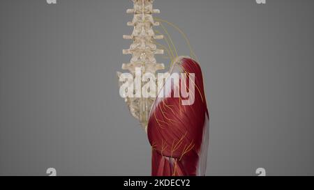 Superficial Nerves of Gluteal Region Stock Photo