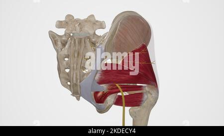 Medical Illustration of Superior Gluteal Nerve Stock Photo