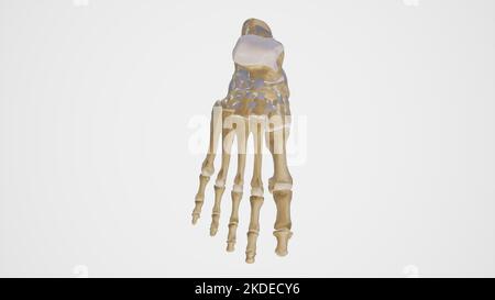 Anatomical Illustration of Tarsal Joints Stock Photo