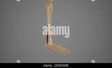 Medical Illustration of Peroneal Muscles (Ankle Everters Stock Photo ...