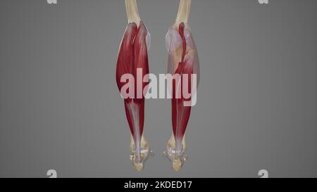 The muscles of the lower body Stock Photo - Alamy