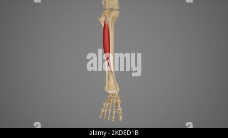 Tibia Atlas Illustration of the muscles of the leg. This is an anterior superficial ...