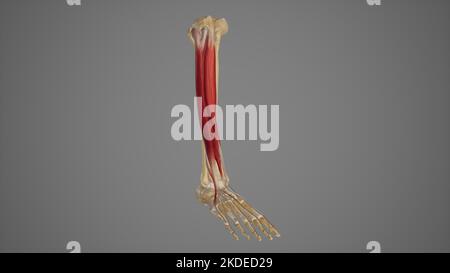 Medical Illustration of Anterior Muscles of Lower Leg Stock Photo