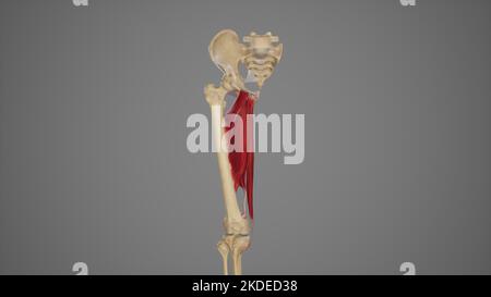 Medical Illustration of Hip Adductor Muscles Stock Photo