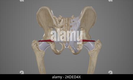 Medical Illustration of Superior Gemellus Muscle Stock Photo