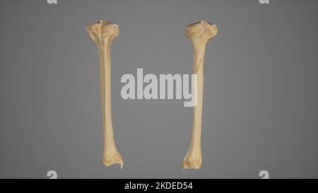 Anterior and Posterior View of Tibia Stock Photo