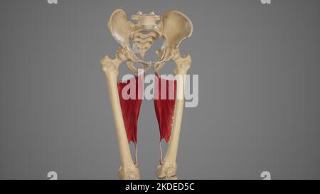 Medical Acurate Illustration of Adductor Magnus Stock Photo