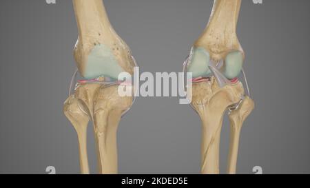 Anterior and Posterior View of Knee Joint with Removed Patella Stock Photo