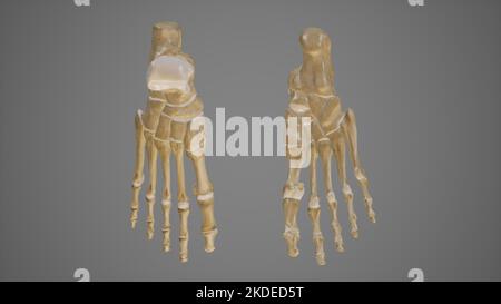 Foot View Bones of the Foot, Dorsal View Stock Photo - Alamy