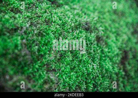 green juicy moss close-up on the bark of a fallen tree Stock Photo