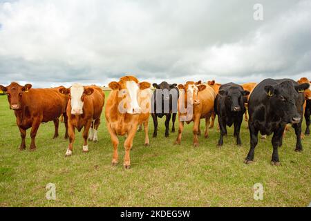 Close up of a a fine mixed herd of cows in a summer pasture, alert and looking to the right. North Yorkshire, UK. Horizontal.  Copy space Stock Photo