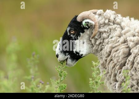 Swaledale ewe or female sheep, munching on Thistle tops in summertime. Close up.  Facing left.  Swaledale sheep are native to the area. Clean backgrou Stock Photo