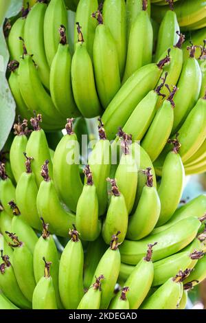 Banana bunch – freshgreens family produce