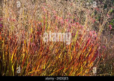 Panic grass, Panicum virgatum, Turn Red, Switch Grass, Panicums, Autumn, Colour, Beautiful, Cultivar, Switchgrass Panicum garden Stock Photo