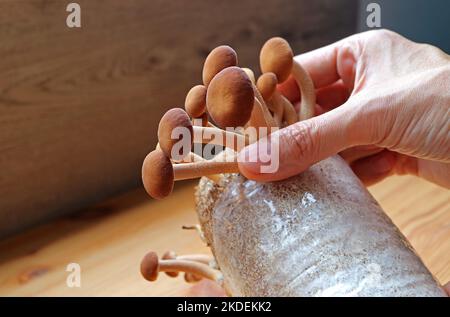 Man's Hand Harvesting Growth Velvet Pioppini Mushroom or Yanagi-matsutake Grown as Houseplant Stock Photo