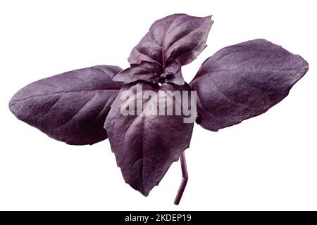 basil, purple, red, violet, isolated on white background, clipping path, full depth of field Stock Photo