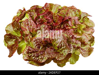 Red Oak Lettuce, salad, isolated on white background, clipping path, full depth of field Stock Photo