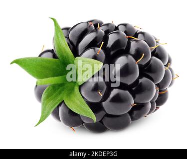 blackberry isolated on white background, clipping path, full depth of field Stock Photo