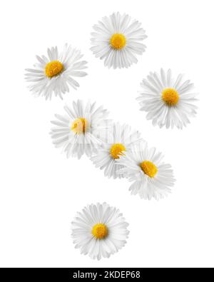 Falling chamomile isolated on white background, clipping path, full depth of field Stock Photo