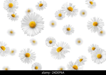 Falling chamomile isolated on white background, selective focus Stock Photo