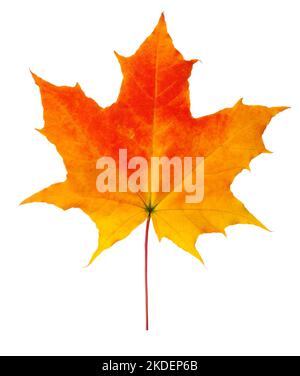 autumn maple leaf isolated on white background, clipping path, full depth of field Stock Photo