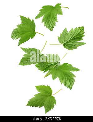 Falling Currant leaf isolated on white background, clipping path, full depth of field Stock Photo