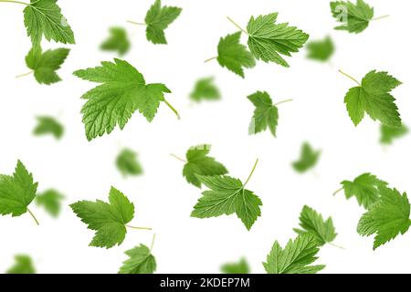 Falling Currant leaf isolated on white background, selective focus Stock Photo