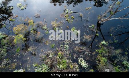 Low altitude aerial of dark coloured flood waters surrounding tree and vegetation in natural floodplain near Mildura, Australia Stock Photo