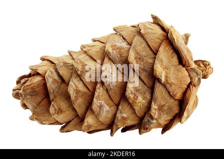 cedar pine cone isolated on white background, clipping path, full depth of field Stock Photo
