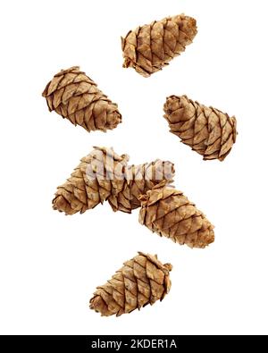 Falling cedar pine cone isolated on white background, clipping path, full depth of field Stock Photo