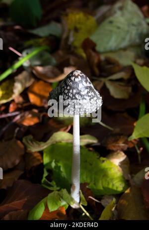 Magpie Inkcap mushroom growing on woodland floor Stock Photo