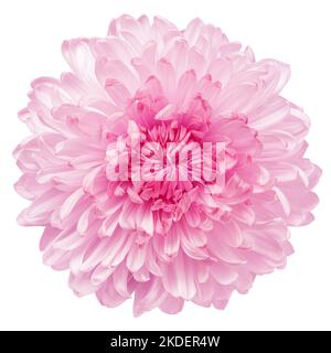 Chrysanthemum flower, isolated on white background, clipping path, full depth of field Stock Photo