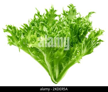 frisee, frieze, salad, lettuce, isolated on white background, clipping path, full depth of field Stock Photo