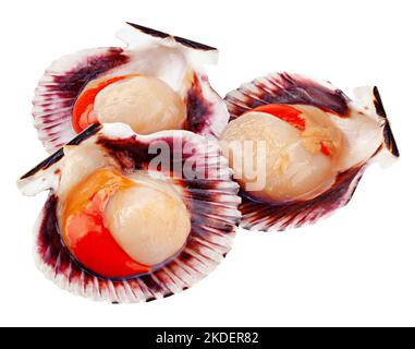 Raw shell scallop, isolated on white background, clipping path, full depth of field Stock Photo